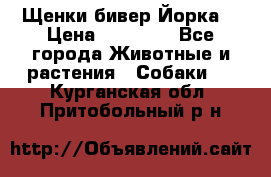 Щенки бивер Йорка  › Цена ­ 30 000 - Все города Животные и растения » Собаки   . Курганская обл.,Притобольный р-н